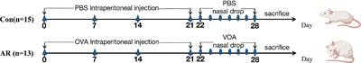 Fecal and serum metabolomic signatures and gut microbiota characteristics of allergic rhinitis mice model